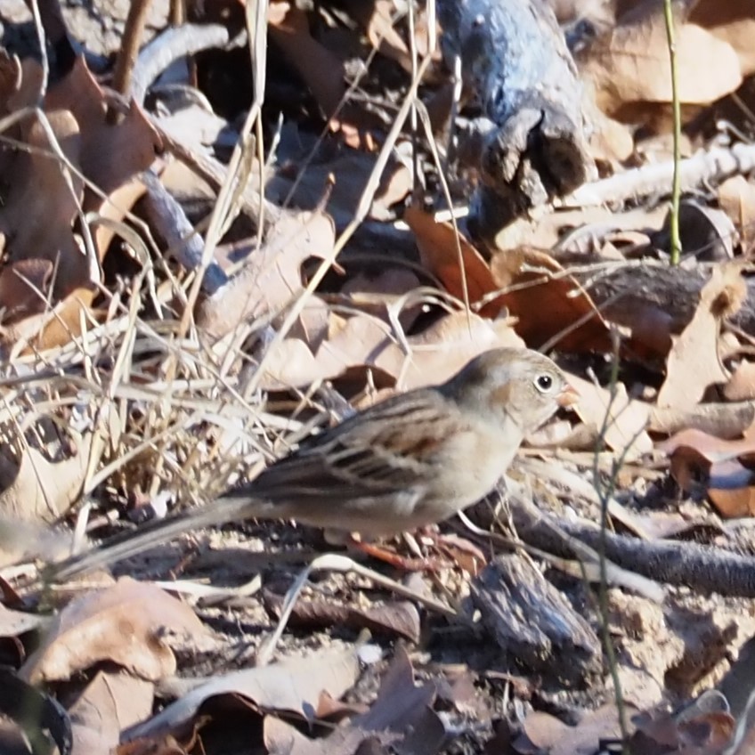 Field Sparrow - ML612940447