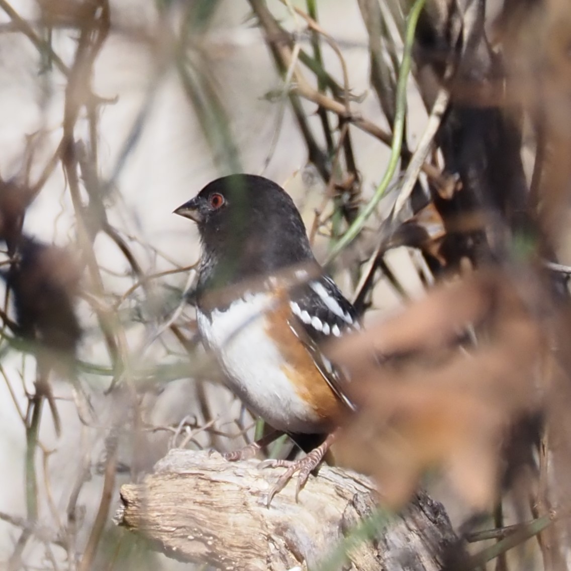 Spotted Towhee - ML612940494
