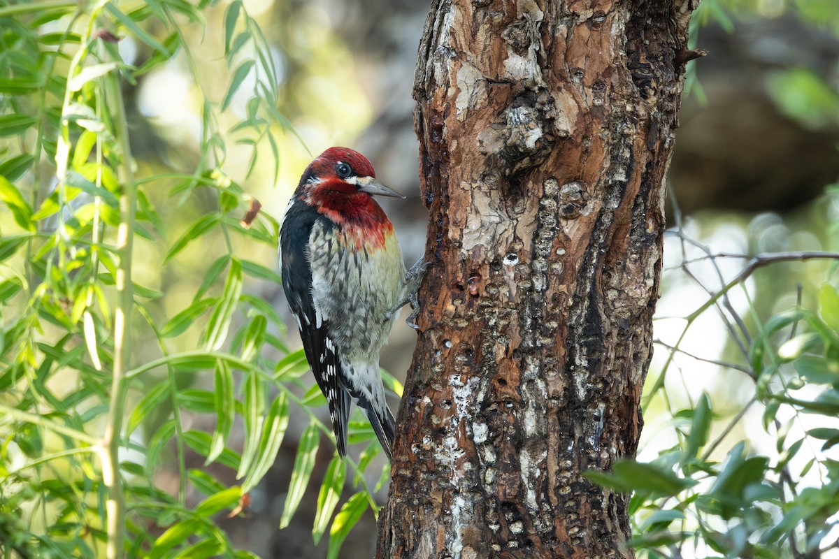 Red-breasted Sapsucker - ML612940511