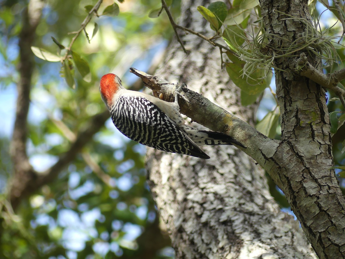 Red-bellied Woodpecker - ML612940580