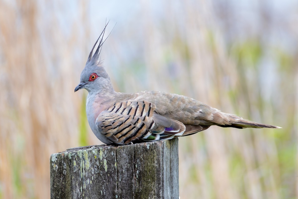 Crested Pigeon - ML612941087