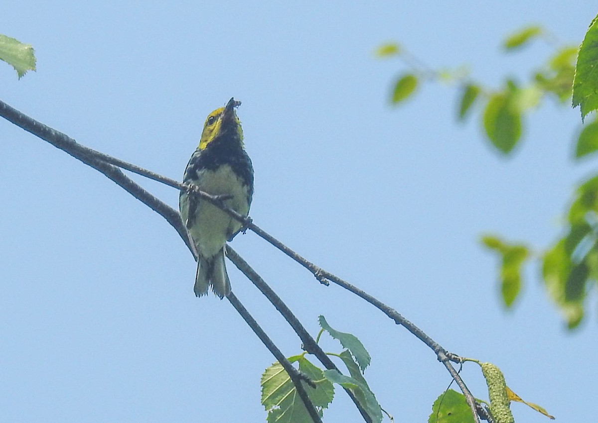 Black-throated Green Warbler - ML612941152