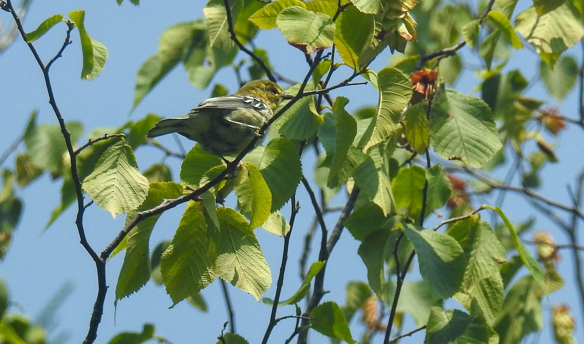 Black-throated Green Warbler - ML612941153