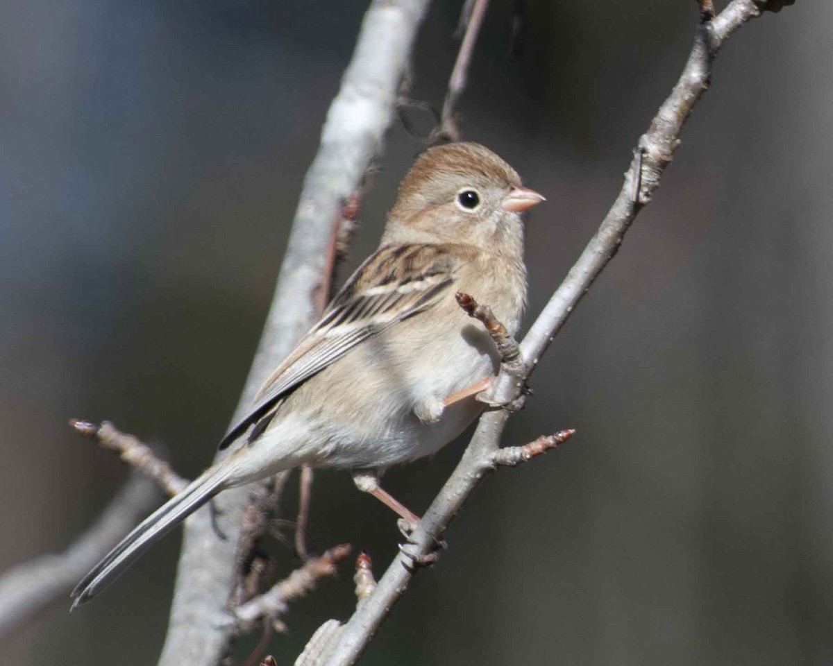 Field Sparrow - Gary Hofing