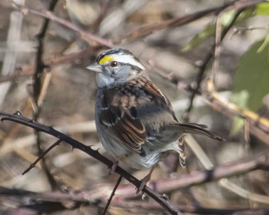 White-throated Sparrow - Gary Hofing