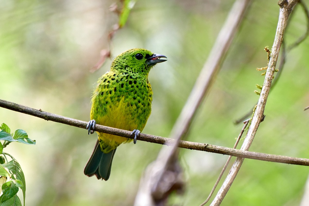 Yellow-bellied Tanager - ML612941386