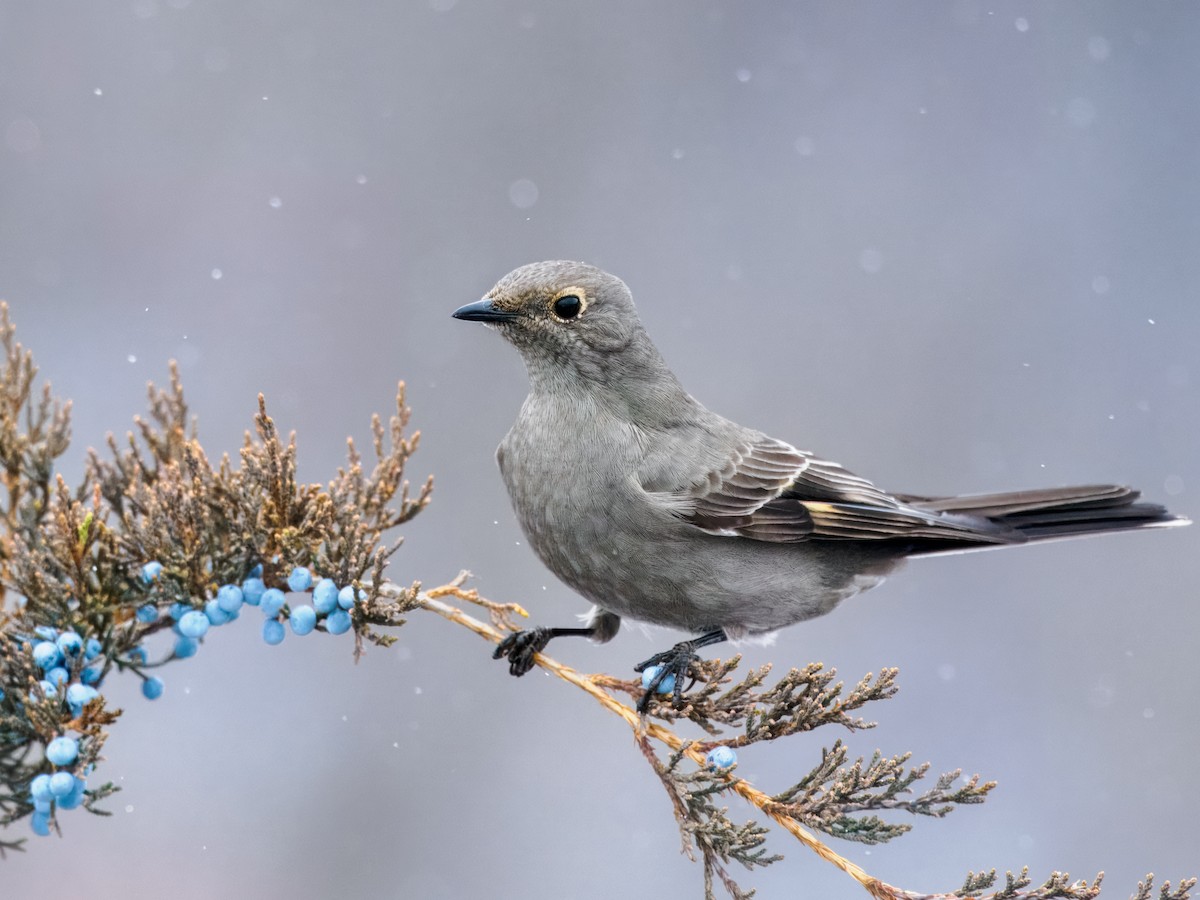 Townsend's Solitaire - ML612941464