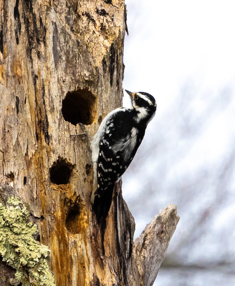 Hairy Woodpecker - Hap Ellis