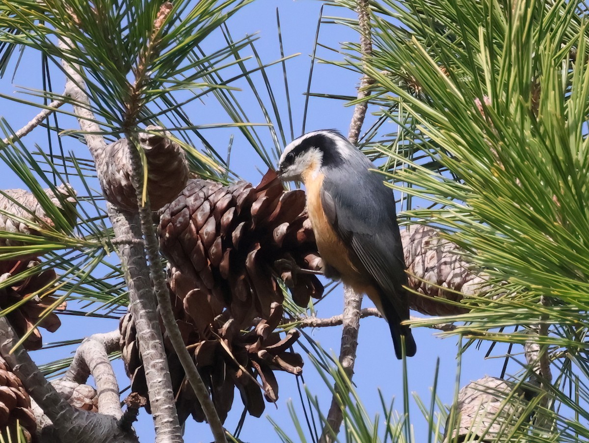 Red-breasted Nuthatch - ML612941737