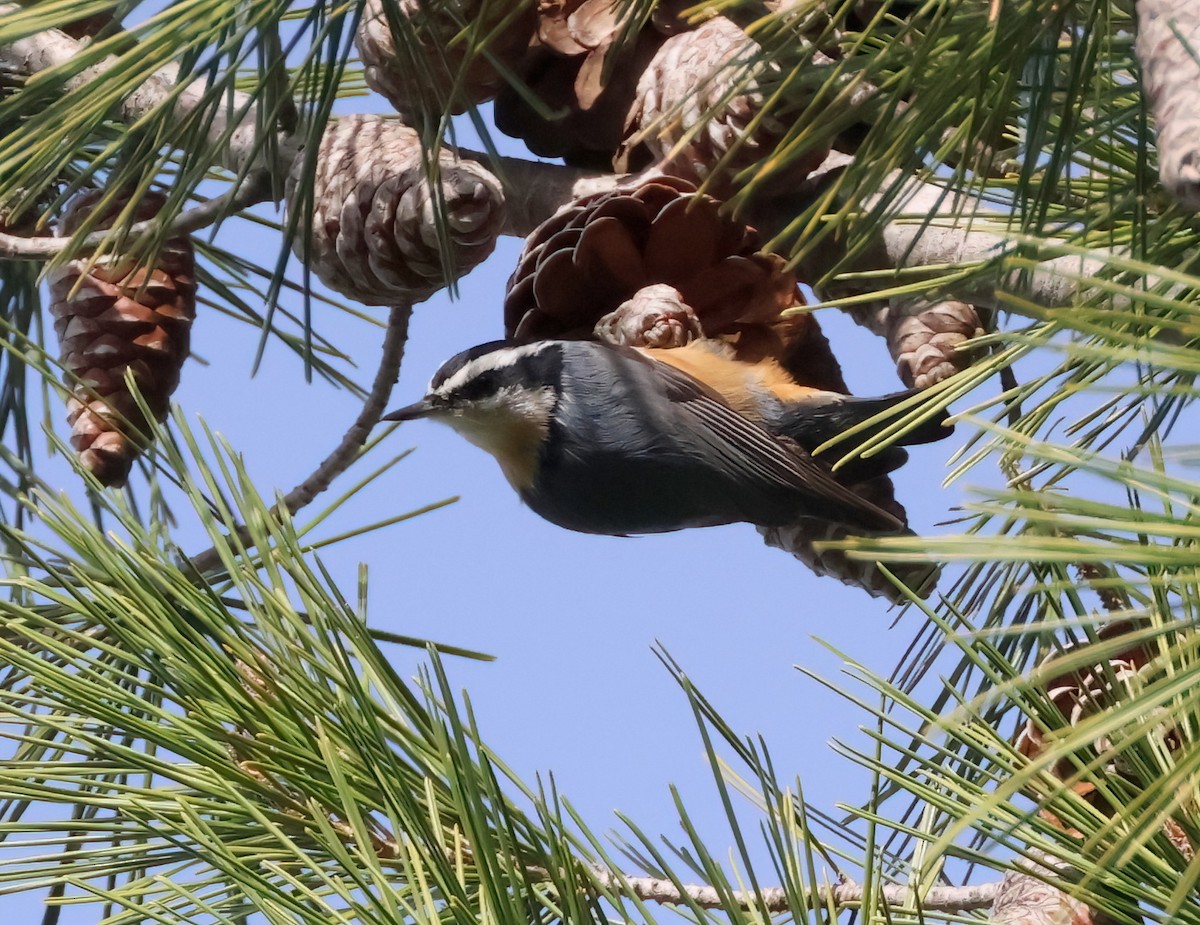 Red-breasted Nuthatch - ML612941738