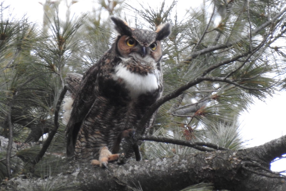 Great Horned Owl - ML612941846