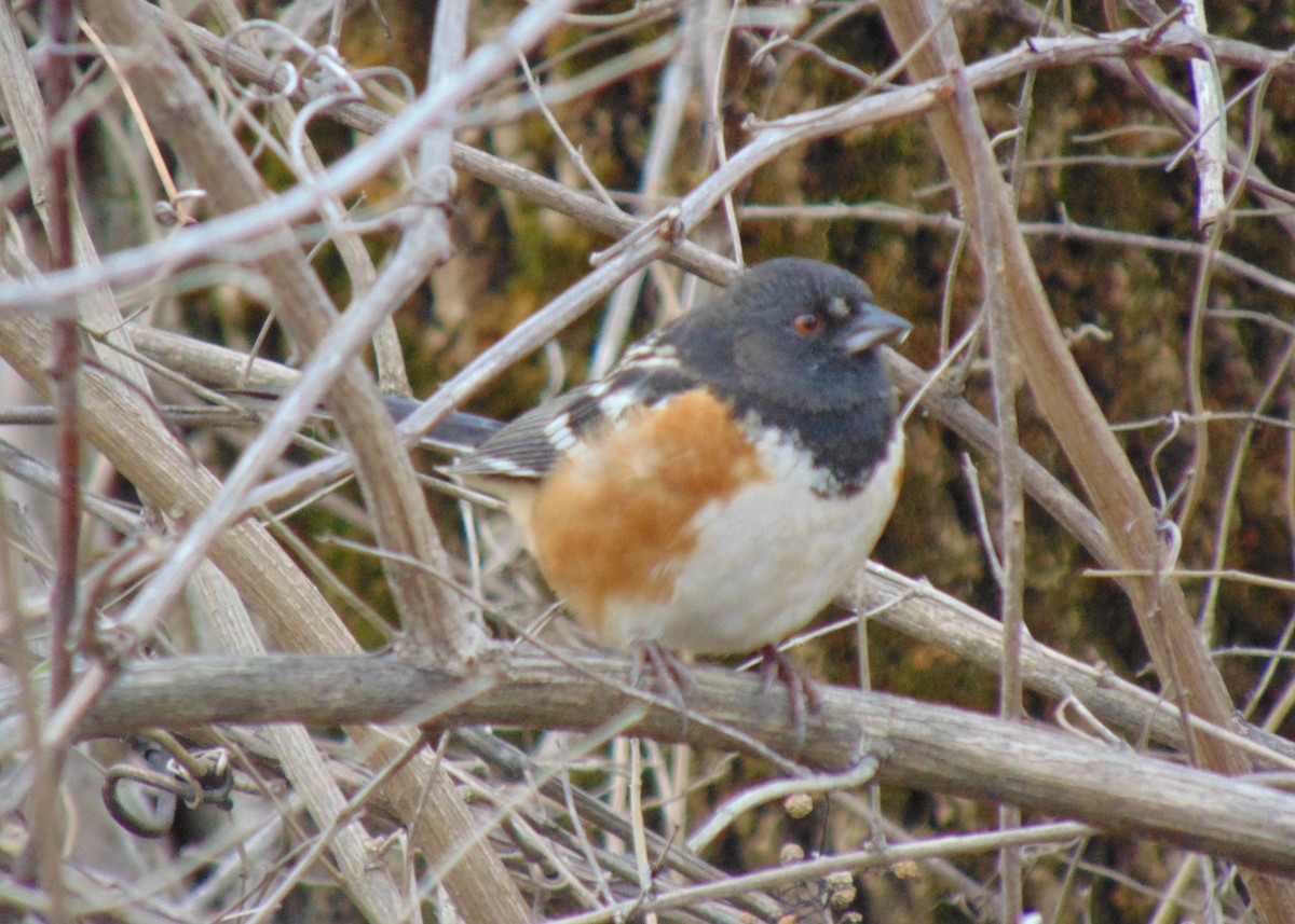 Spotted Towhee - ML612942123