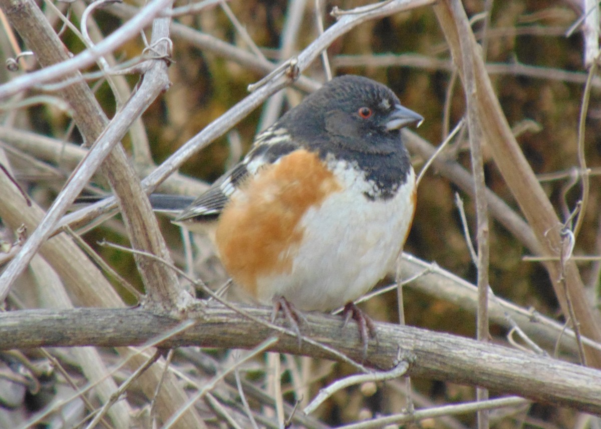 Spotted Towhee - ML612942127