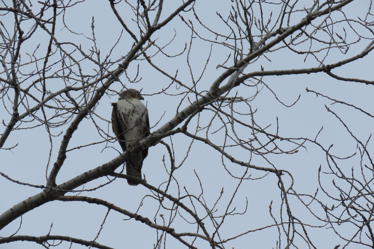 Red-tailed Hawk - ML612942759