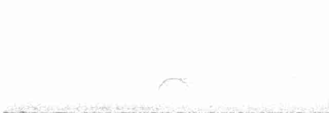 Вівсянчик чилійський (підвид minor) - ML612943140
