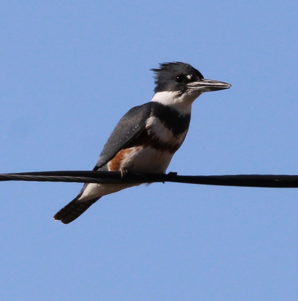 Belted Kingfisher - ML612943268