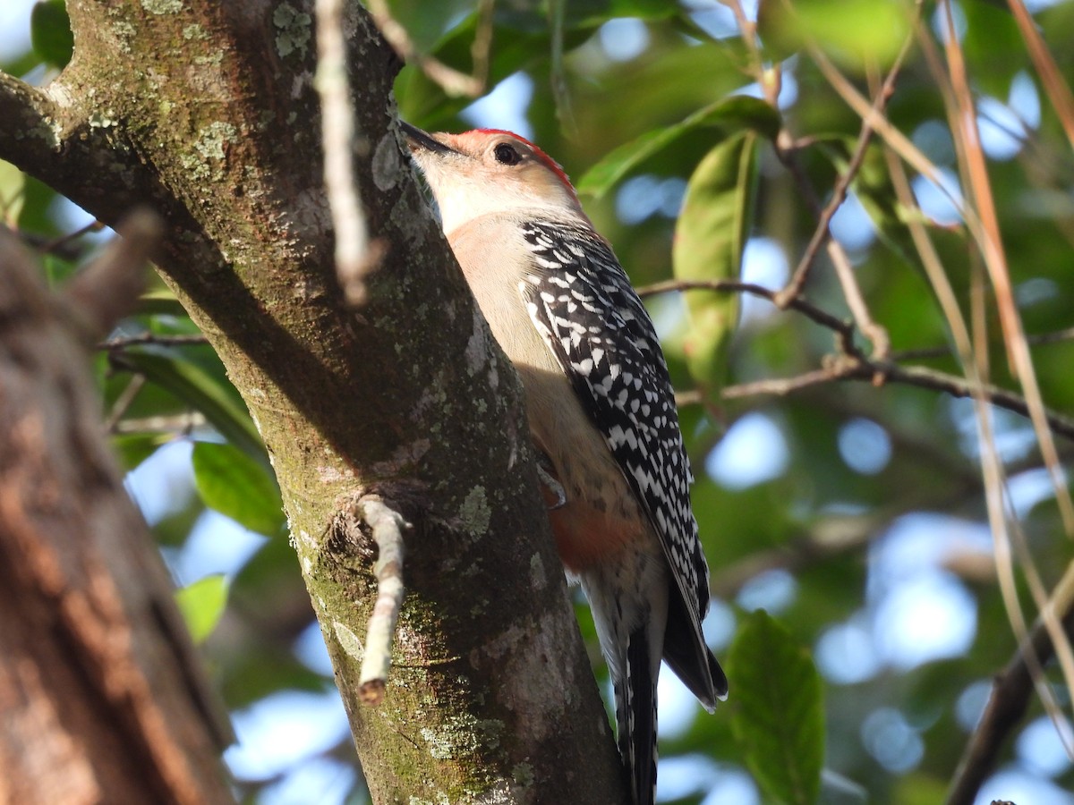 EBird Checklist 1 Jan 2024 My Backyard 10 Species   1200