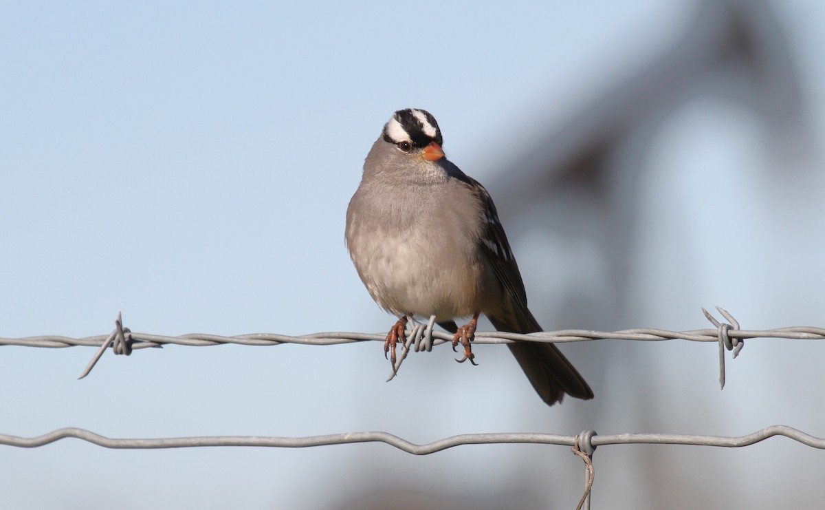 White-crowned Sparrow - ML612944010