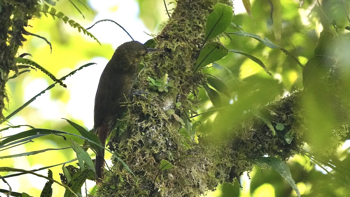 Spotted Woodcreeper - ML612944218