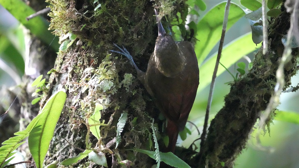Spotted Woodcreeper - ML612944396