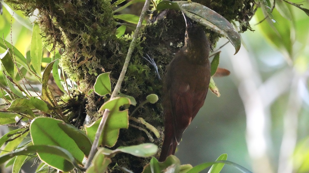 Spotted Woodcreeper - ML612944403