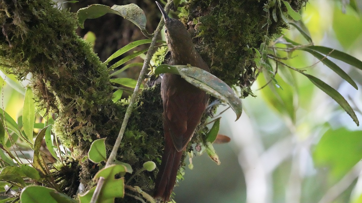 Spotted Woodcreeper - ML612944405