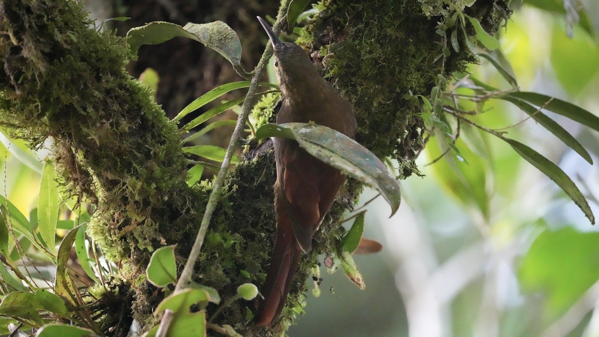 Spotted Woodcreeper - ML612944411