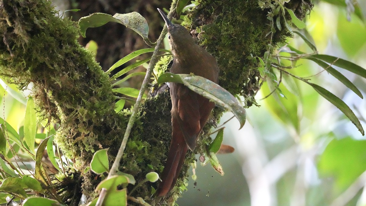 Spotted Woodcreeper - ML612944418