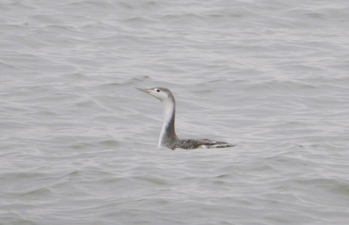 EBird Checklist 1 Jan 2024 Sandy Hook 43 Species   1200