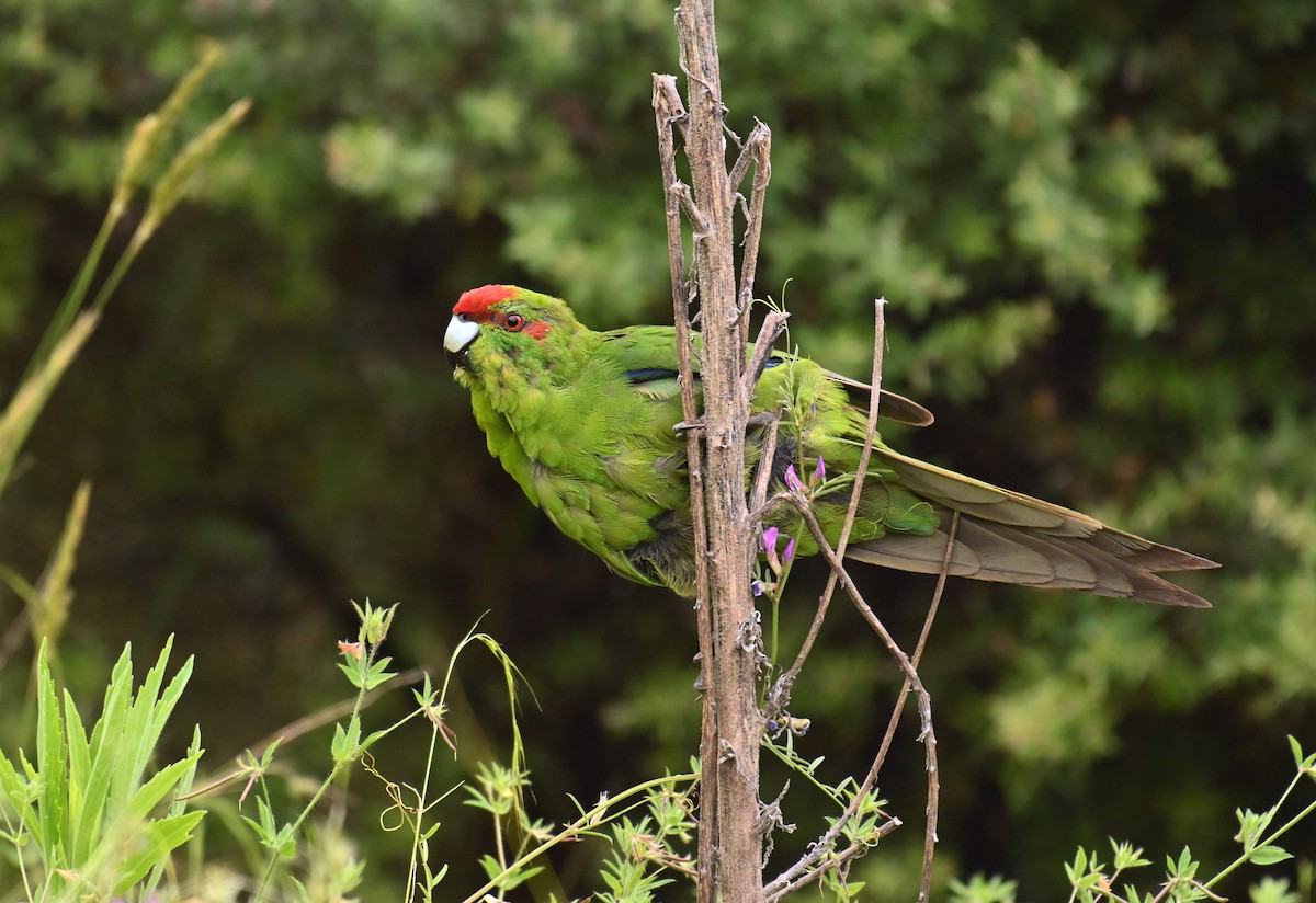 Red-crowned Parakeet - ML612944617
