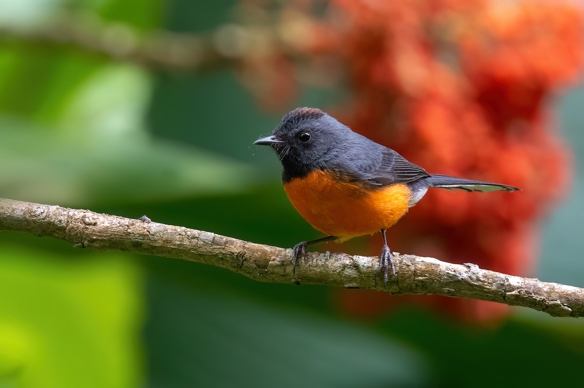 Slate-throated Redstart - Adam Jackson