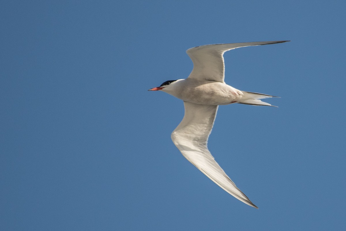 Common Tern - ML61294471
