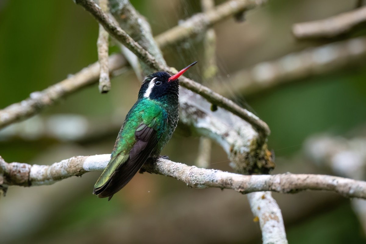 White-eared Hummingbird - Adam Jackson