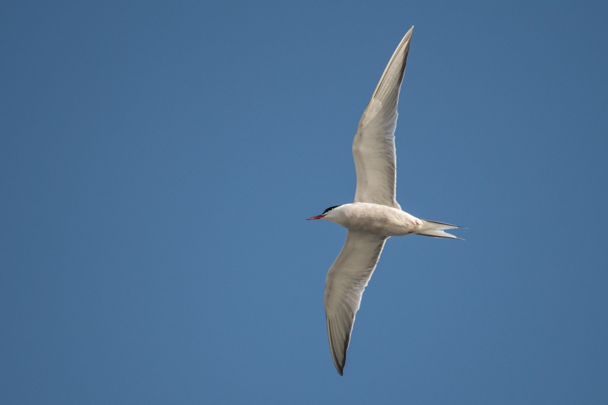 Common Tern - Susan Teefy
