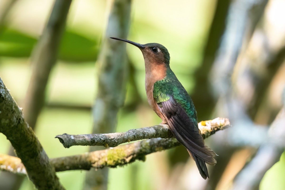 Rufous Sabrewing - Adam Jackson