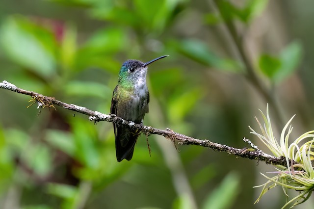 Azure-crowned Hummingbird