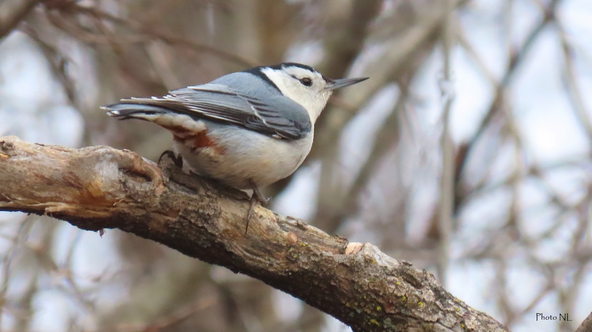White-breasted Nuthatch - ML612944978