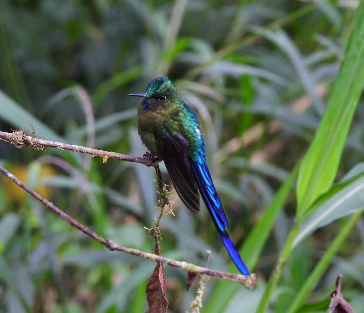 Violet-tailed Sylph - ML612945000