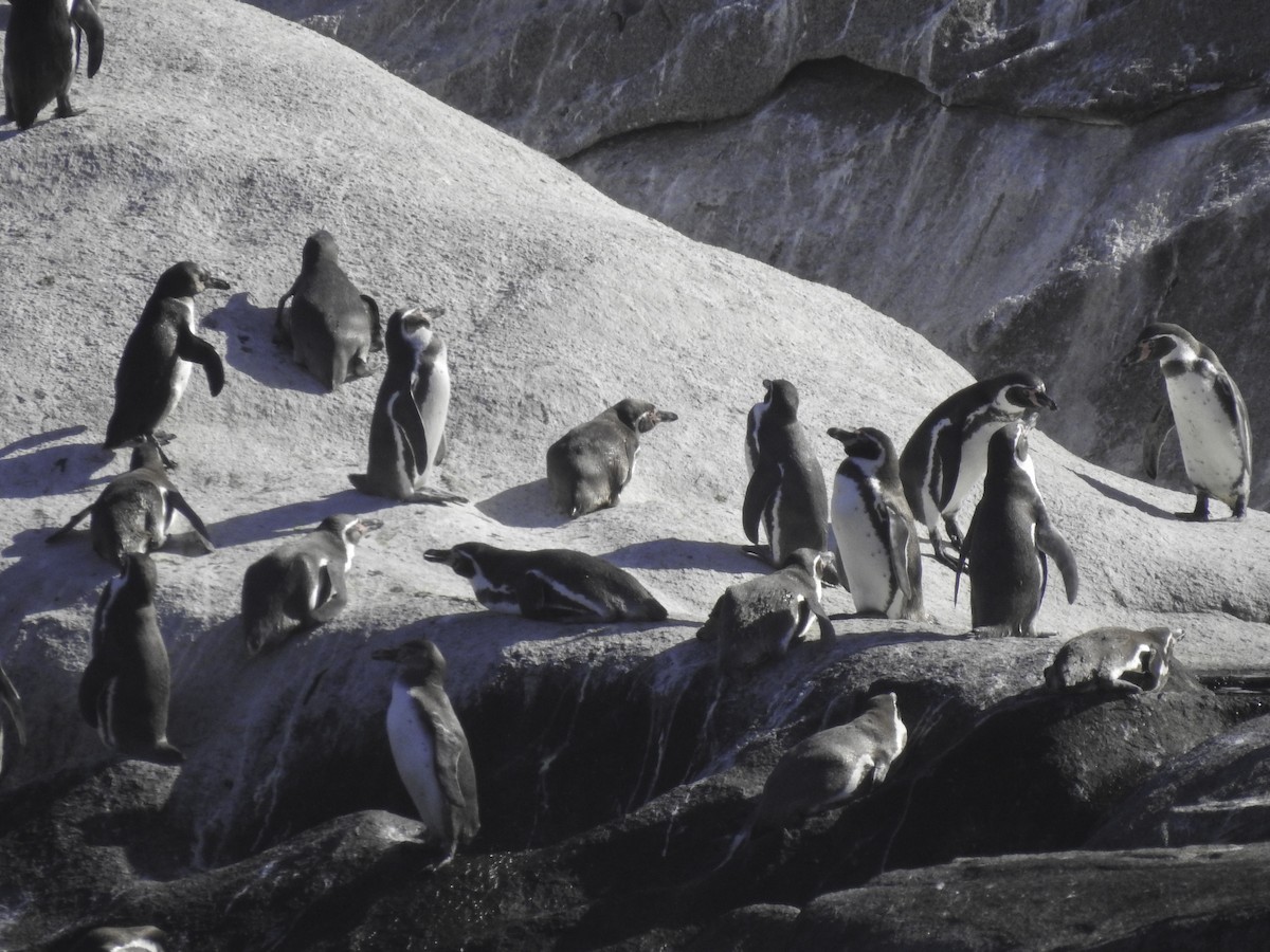 tučňák Humboldtův - ML612945068