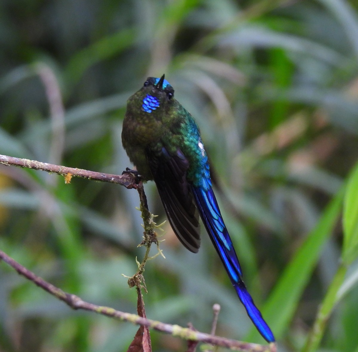 Violet-tailed Sylph - Carmen  Andrade
