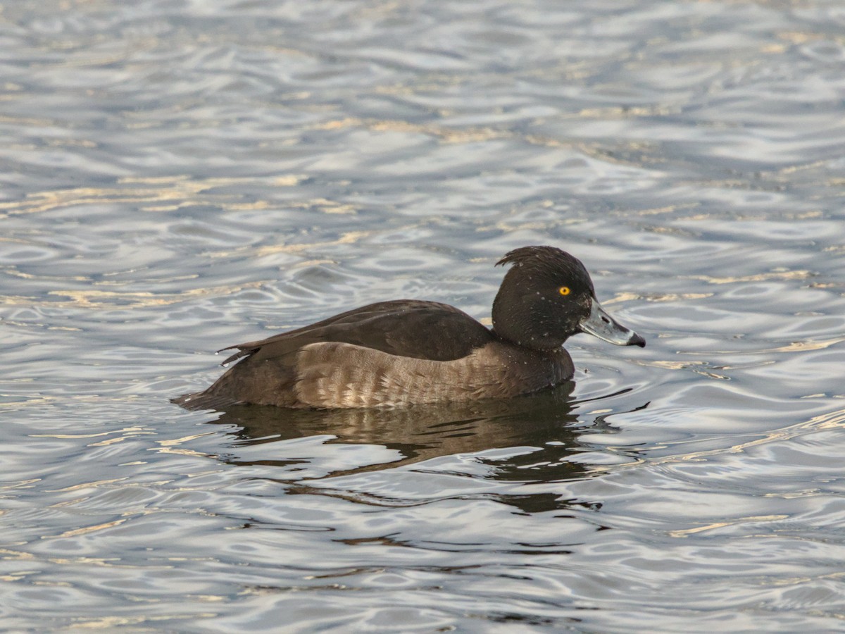 Tufted Duck - ML612945296