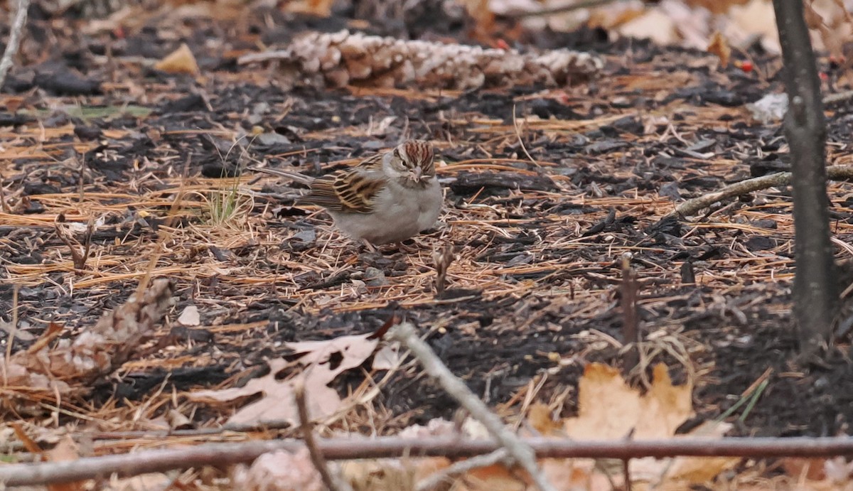 Chipping Sparrow - ML612945339