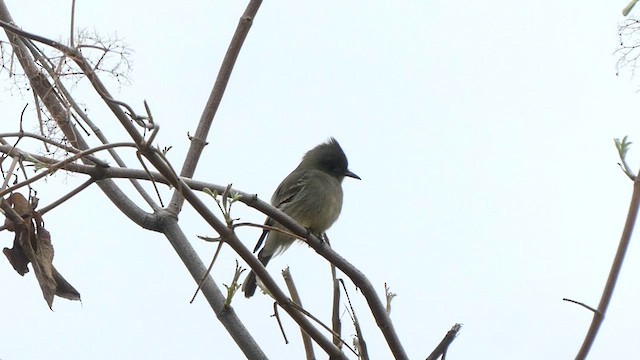 Greater Pewee - ML612945340