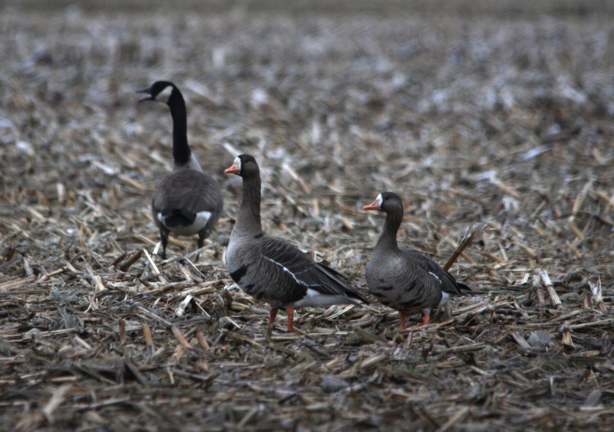 Greater White-fronted Goose - ML612945497