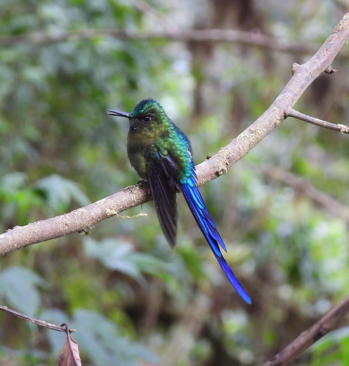 Violet-tailed Sylph - ML612945800