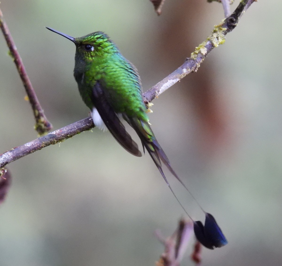 White-booted Racket-tail - ML612946042