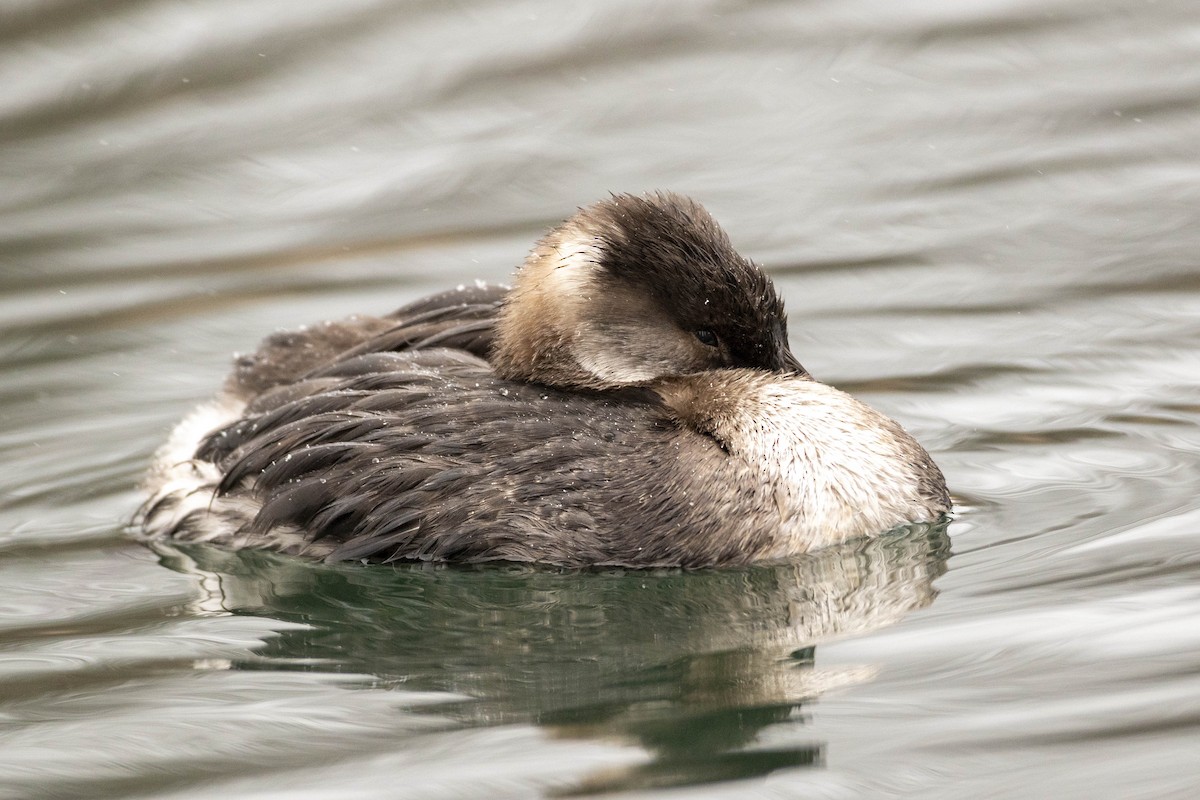 Red-necked Grebe - ML612946049