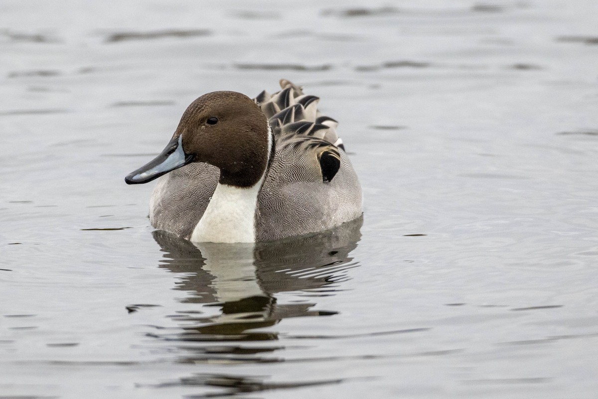 Northern Pintail - Mark Peck