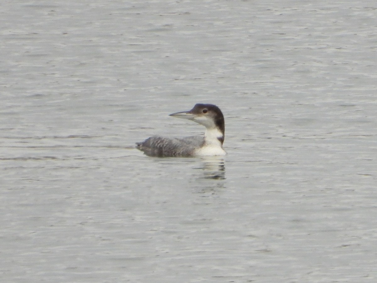 ebird-checklist-1-jan-2024-lake-pleasant-castle-creek-four-lane