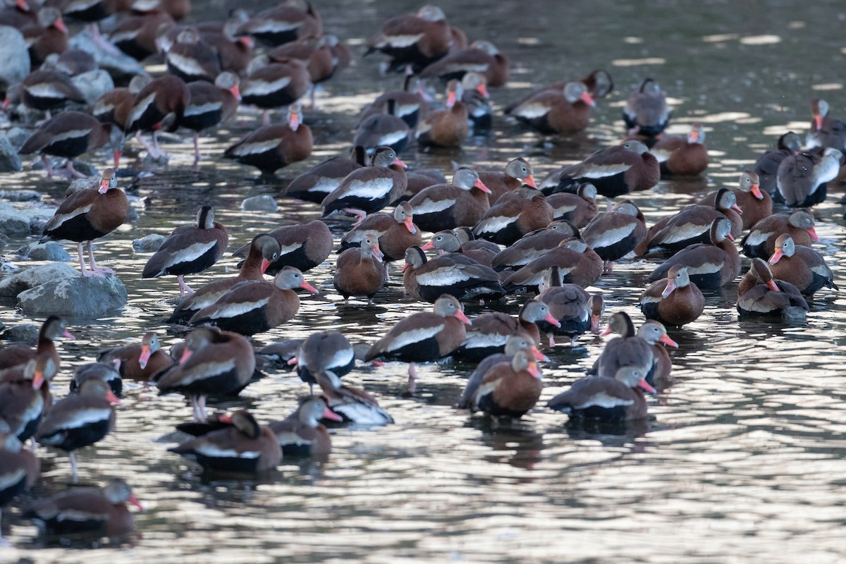 Black-bellied Whistling-Duck - Andre Moncrieff